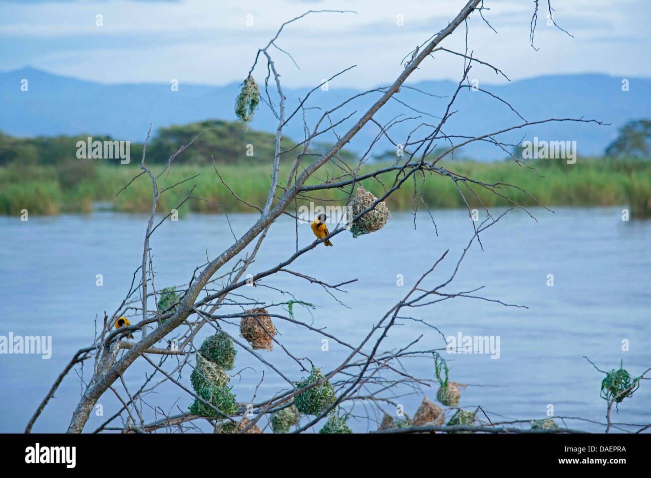 weavers with their nests at twigs at the edge of the Lake Tanganyika, Burundi, Bujumbura Stock Photo