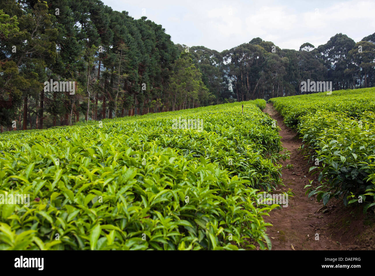 Burundi farming hires stock photography and images Alamy