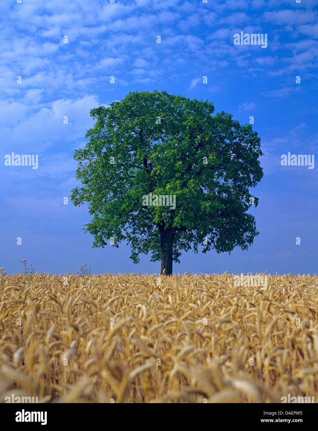 walnut (Juglans regia), walnut tree in a corn field, Germany Stock Photo