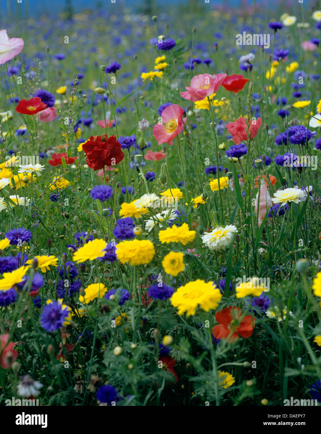 meadows with corn flower, poppy and corn marigold, Germany Stock Photo