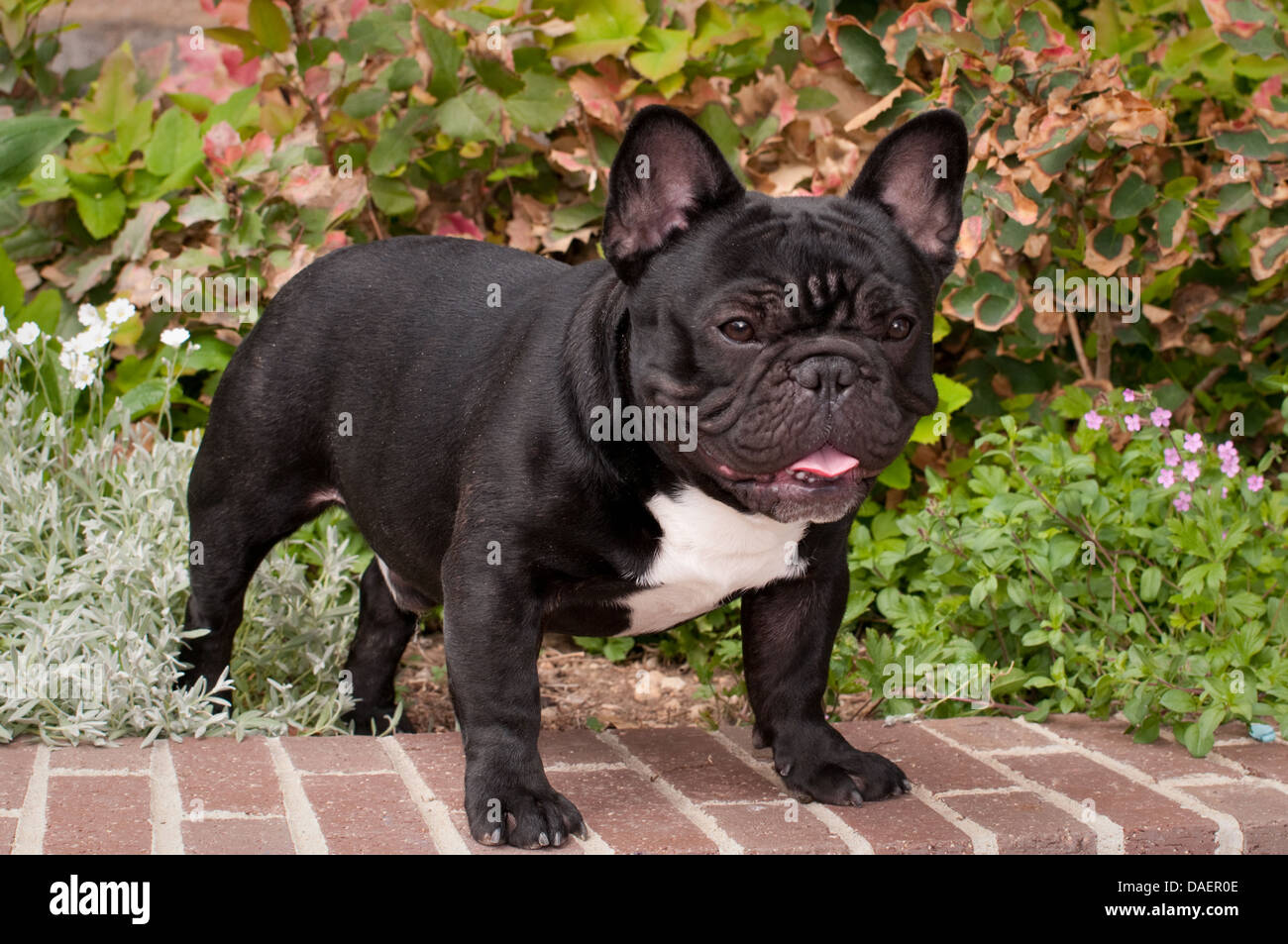 French Bulldog standing on brick wall Stock Photo