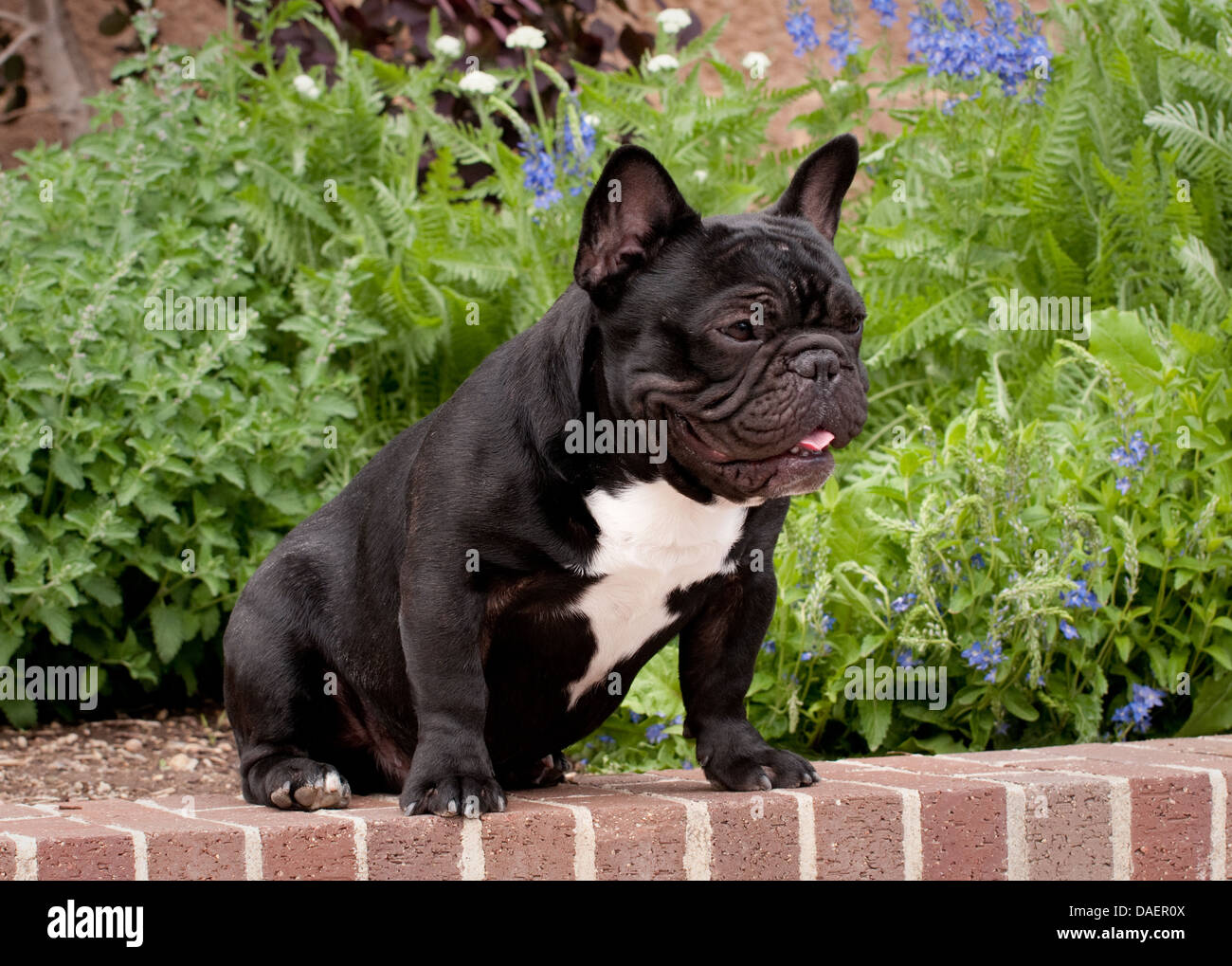 French Bulldog sitting on brick wall Stock Photo