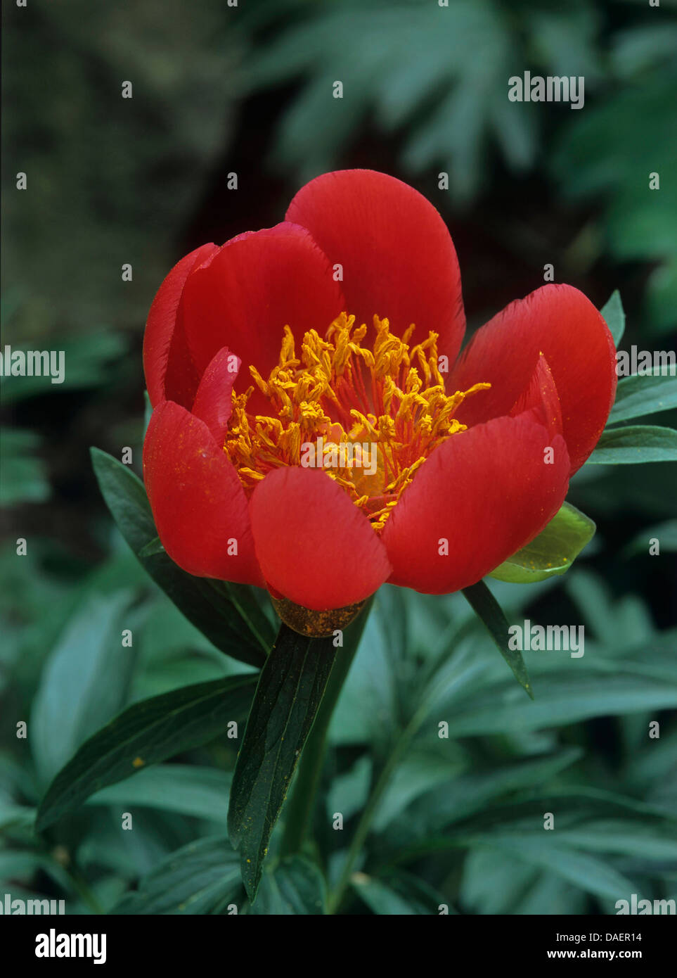 paeony (Paeonia officinalis), flower Stock Photo