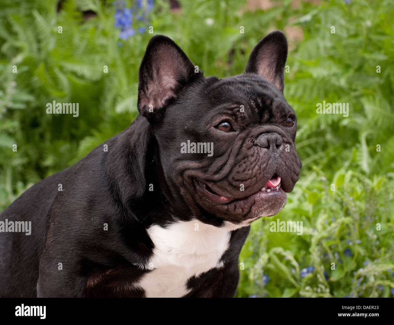 French Bulldog-head shot Stock Photo