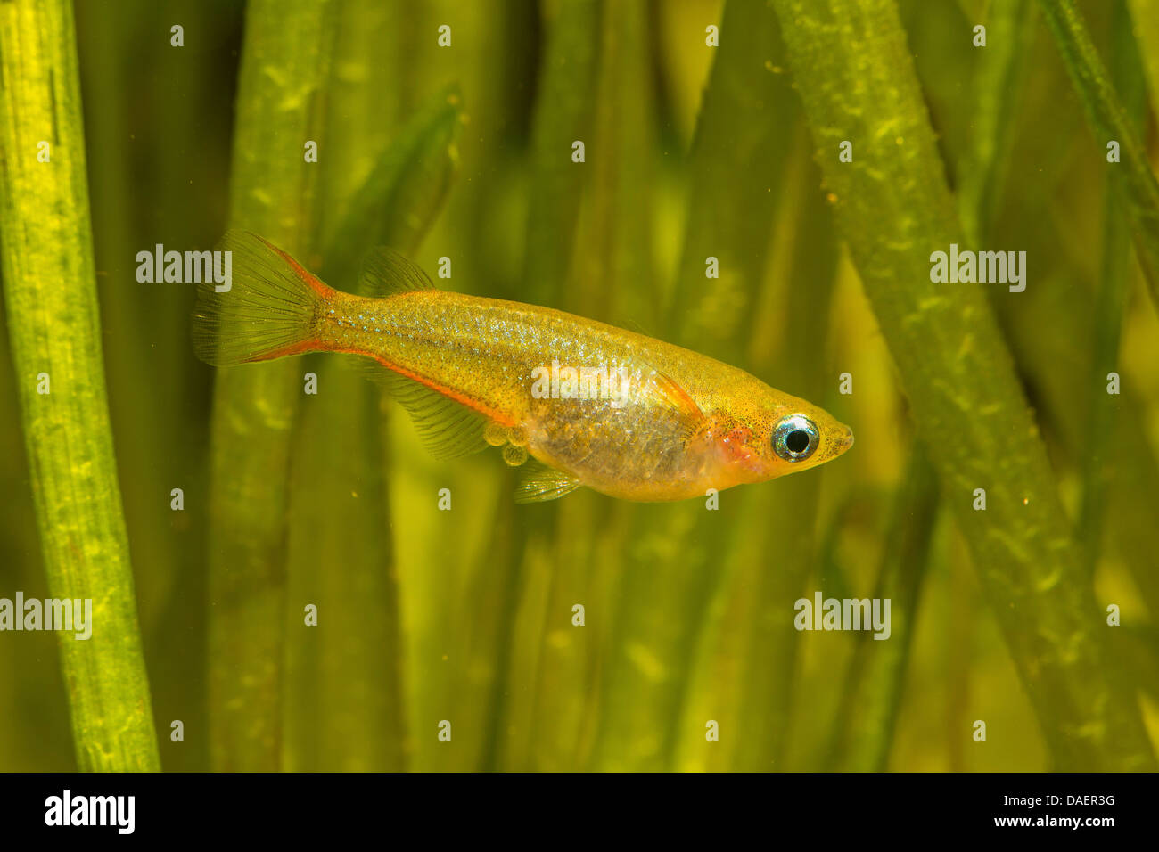 Daisy's Ricefish (Oryzias woworae), female carrying eggs Stock Photo