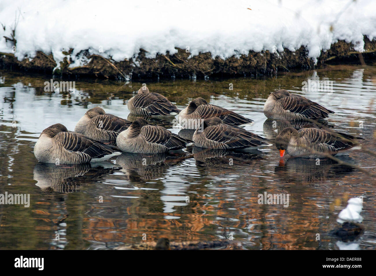 greylag goose (Anser anser), goup sleeping on water, Germany, Bavaria Stock Photo