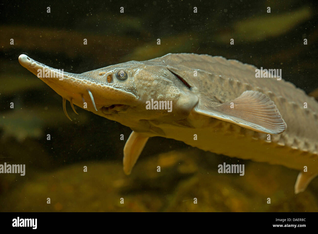 Siberian sturgeon (Acipenser baerii), half-length portrait from below Stock Photo