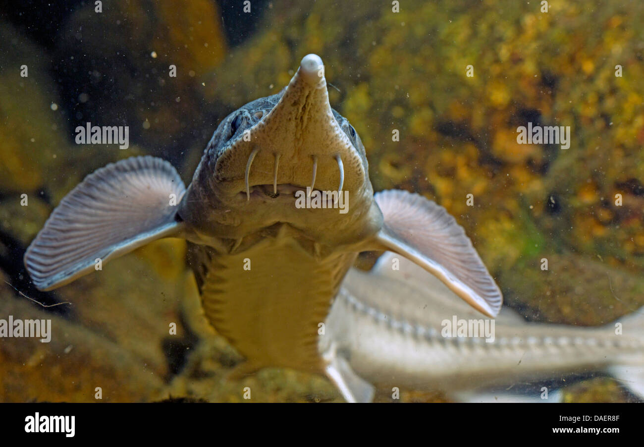 Siberian sturgeon (Acipenser baerii), from below Stock Photo