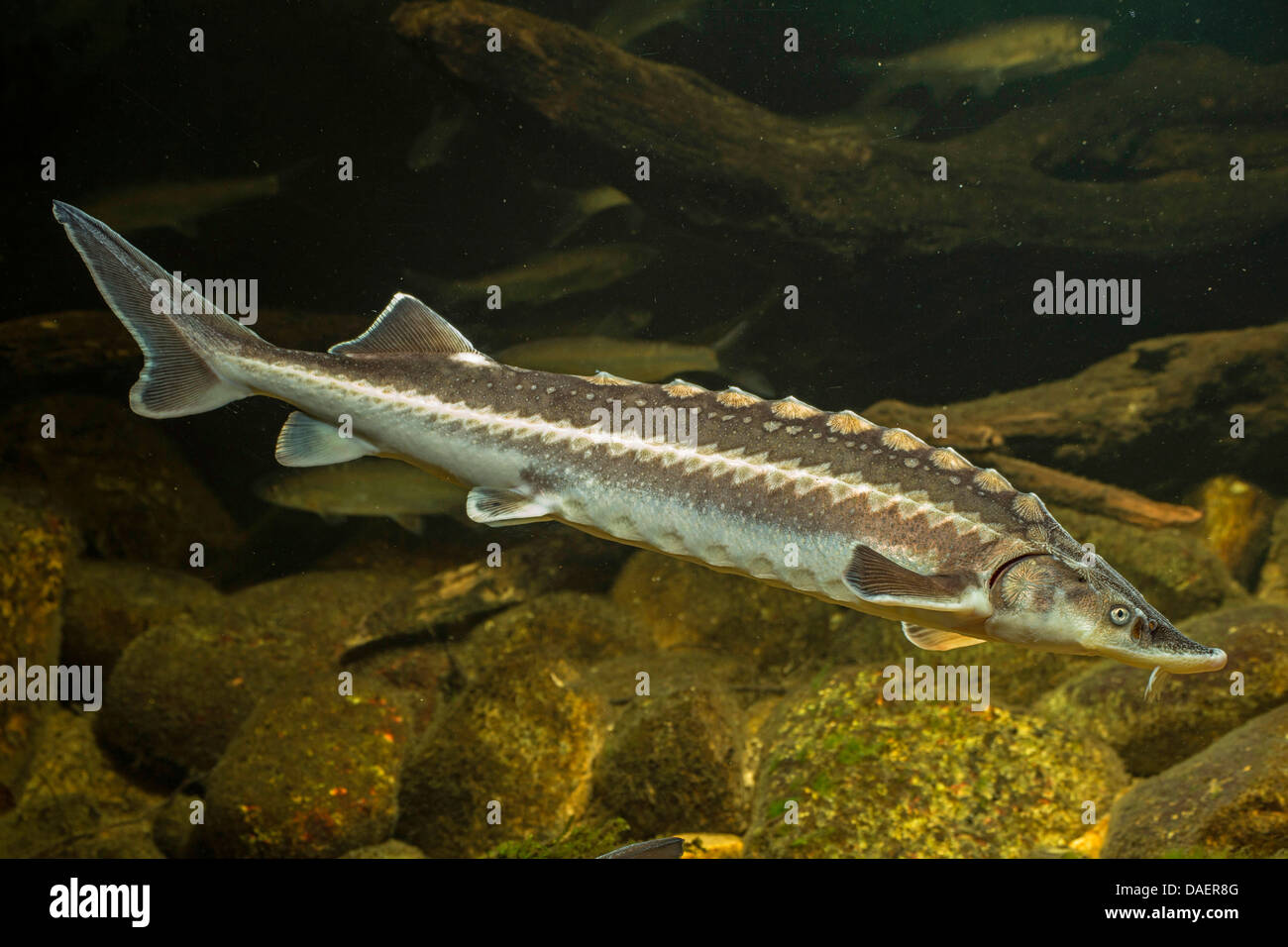 Danube sturgeon, Russian sturgeon, osetr (Acipenser gueldenstaedti), swimming, side view Stock Photo