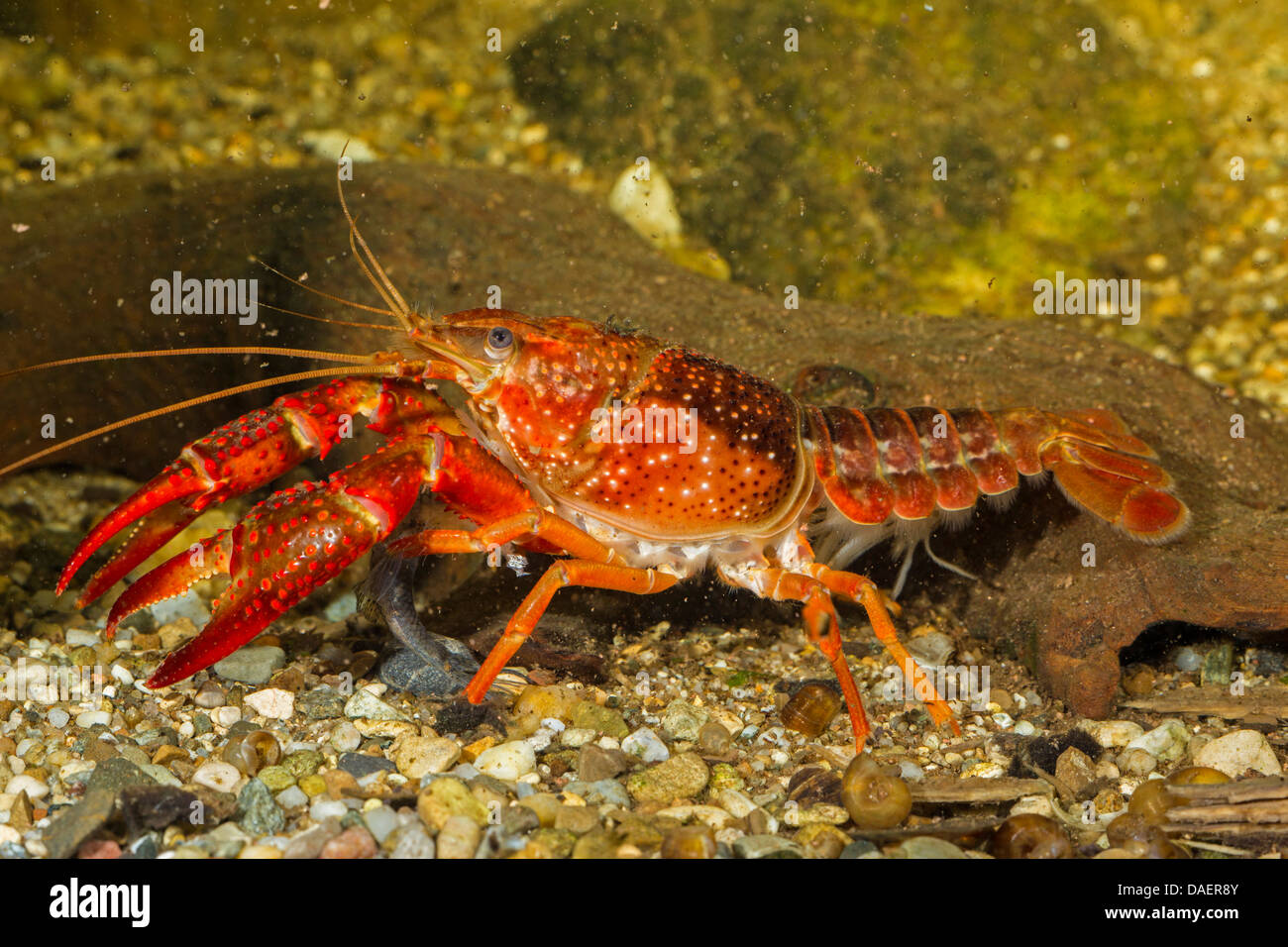 Louisiana red crayfish, red swamp crayfish, Louisiana swamp crayfish, red crayfish (Procambarus clarkii), male, Germany Stock Photo