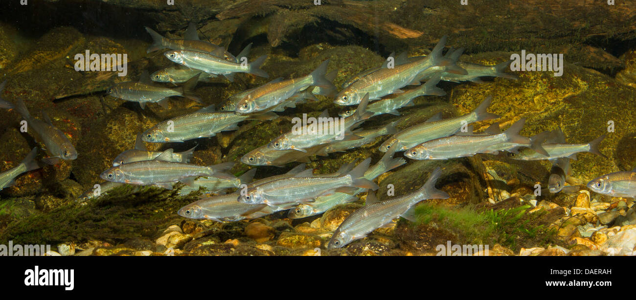nase (Chondrostoma nasus), shoal of fish, Germany Stock Photo