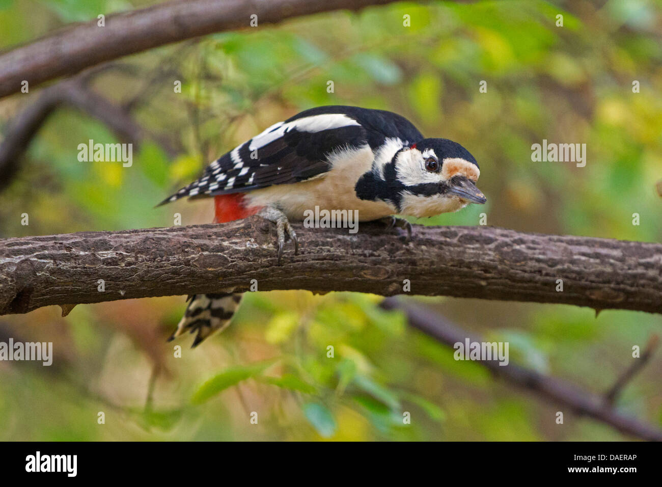 Great spotted woodpecker (Picoides major, Dendrocopos major), sitting on a rose branch, Germany, Bavaria Stock Photo
