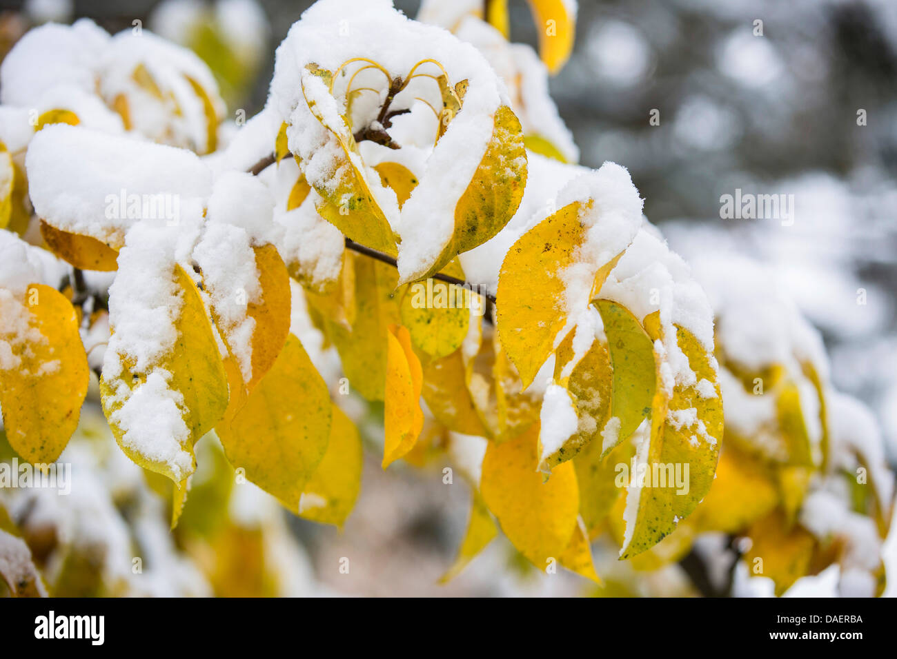 common pear (Pyrus communis), snow covered branch with autumn leaves, Germany, Bavaria Stock Photo