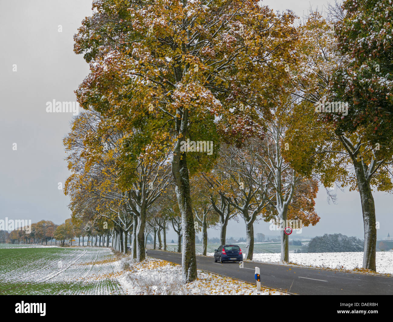 Norway maple (Acer platanoides), snow covered maple alley in autumn, Germany, Bavaria Stock Photo