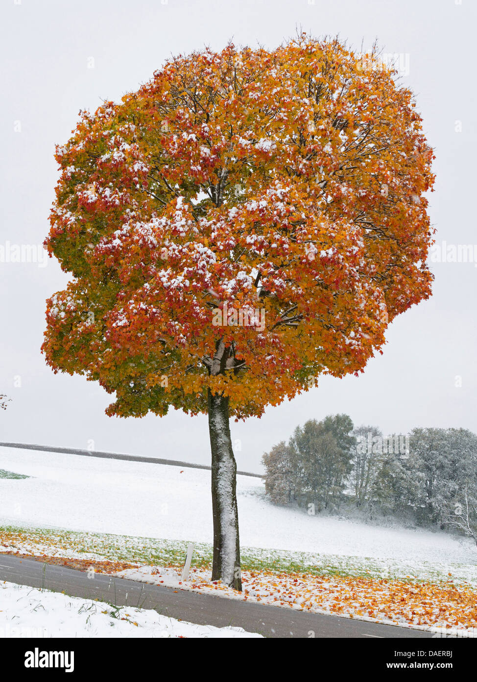 Norway maple (Acer platanoides), maple at a roadside in autumn, Germany, Bavaria Stock Photo