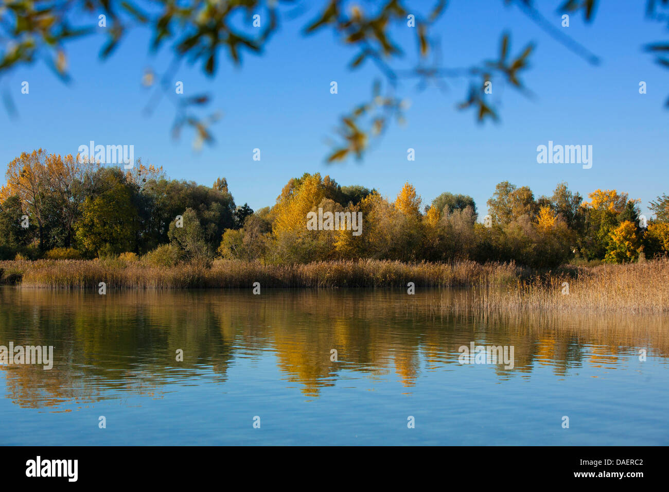 Reed bed hires stock photography and images Alamy