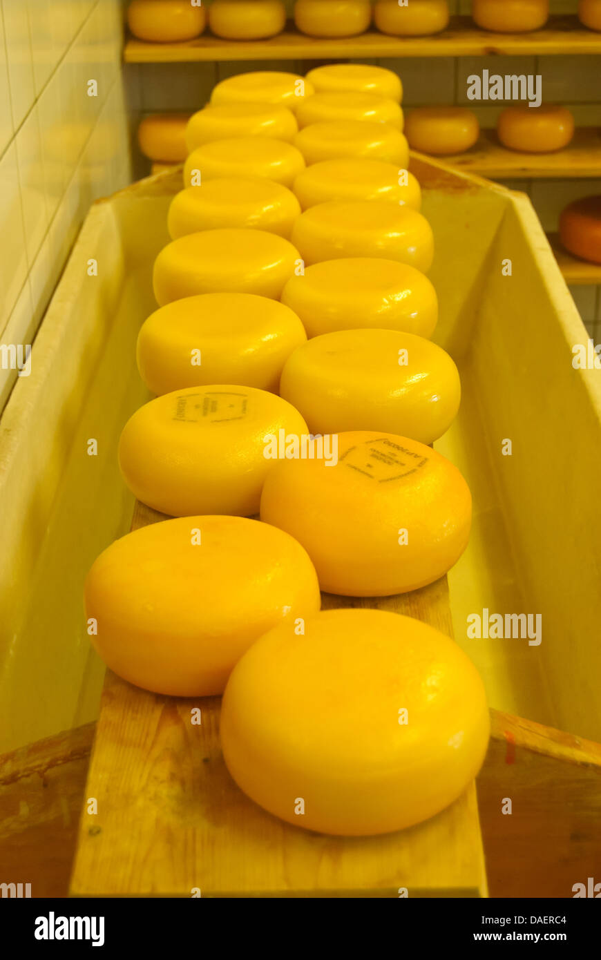 Wheels of cheese shown in a cheese making demonstration shop Stock