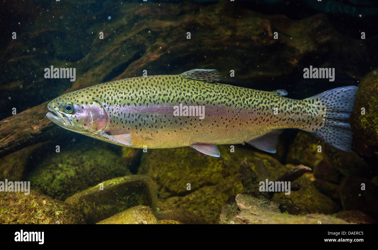 rainbow trout (Oncorhynchus mykiss, Salmo gairdneri), swimming, side view Stock Photo