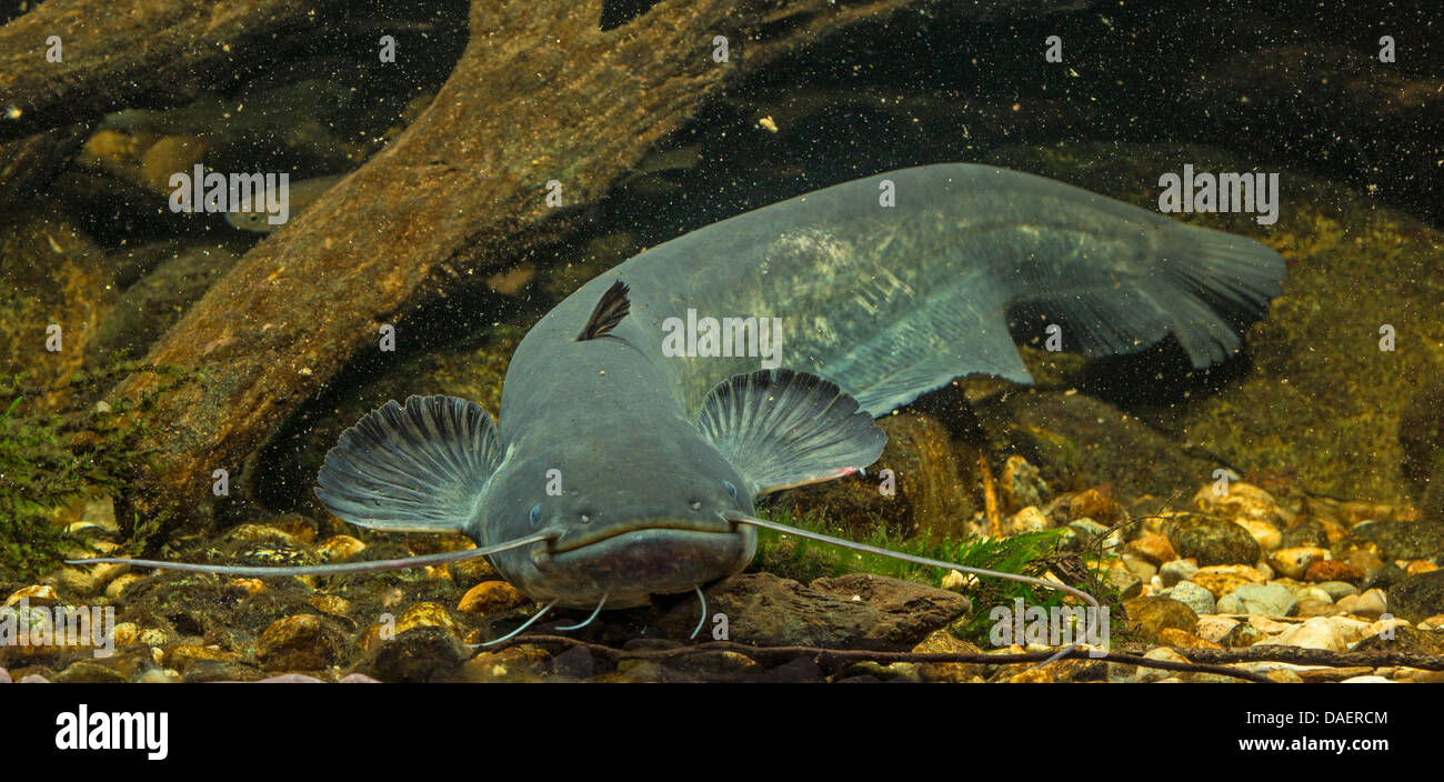 European catfish, wels, sheatfish, wels catfish (Silurus glanis), at the  pebble ground of a river, Germany Stock Photo - Alamy