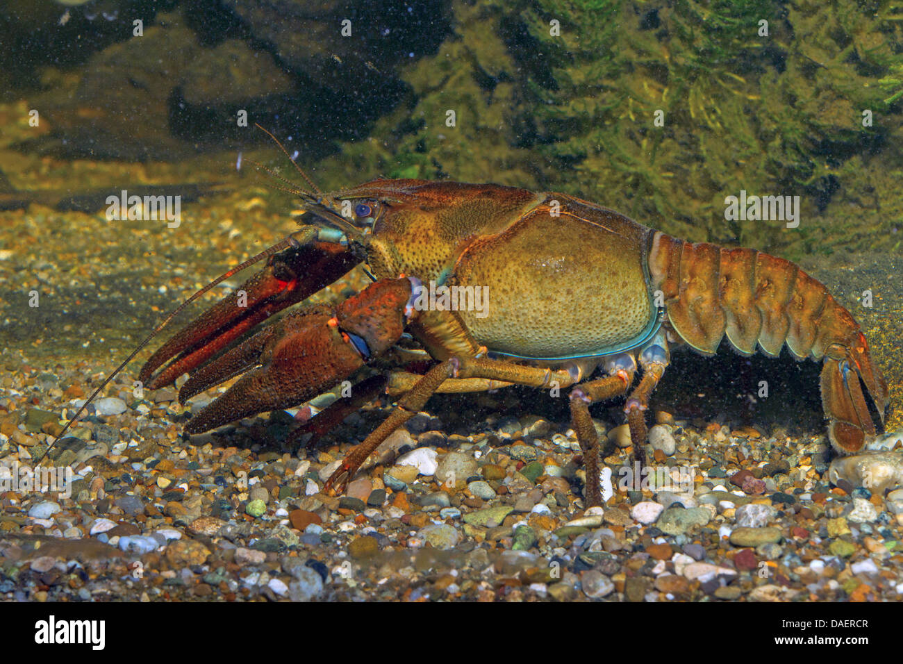 noble crayfish (Astacus astacus), male, Germany Stock Photo