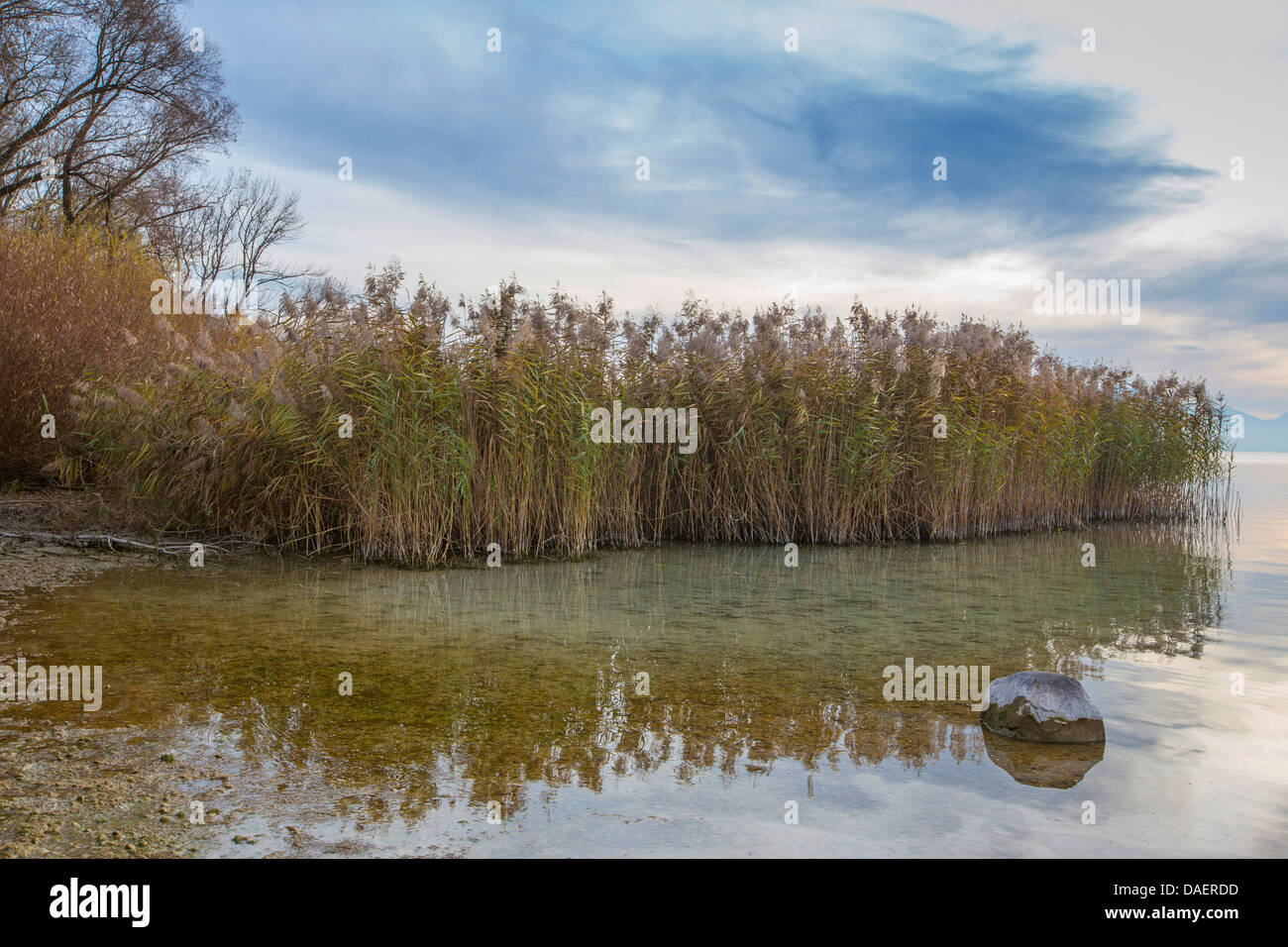 reed grass, common reed (Phragmites communis, Phragmites australis), reed zone 3 m high at lake shore, Germany, Bavaria, Lake Chiemsee Stock Photo
