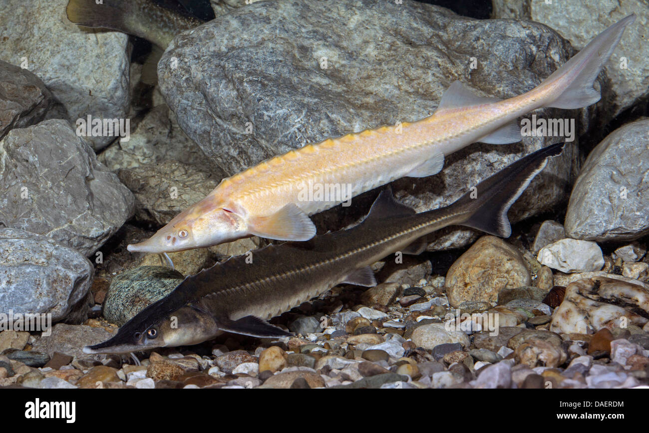 sterlet, Siberian sterlet (Acipenser ruthenus), albino and a normal pigmented Stock Photo