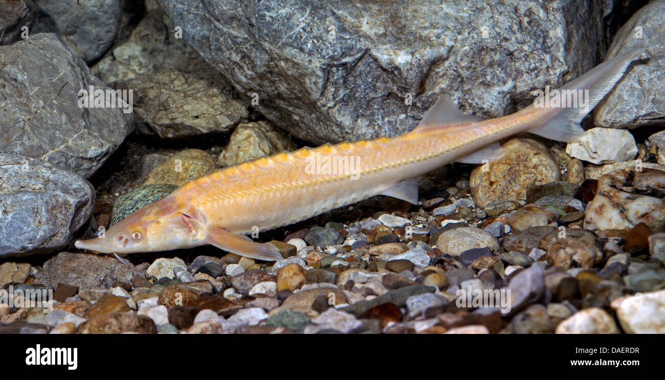 sterlet, Siberian sterlet (Acipenser ruthenus), albino in front of ...