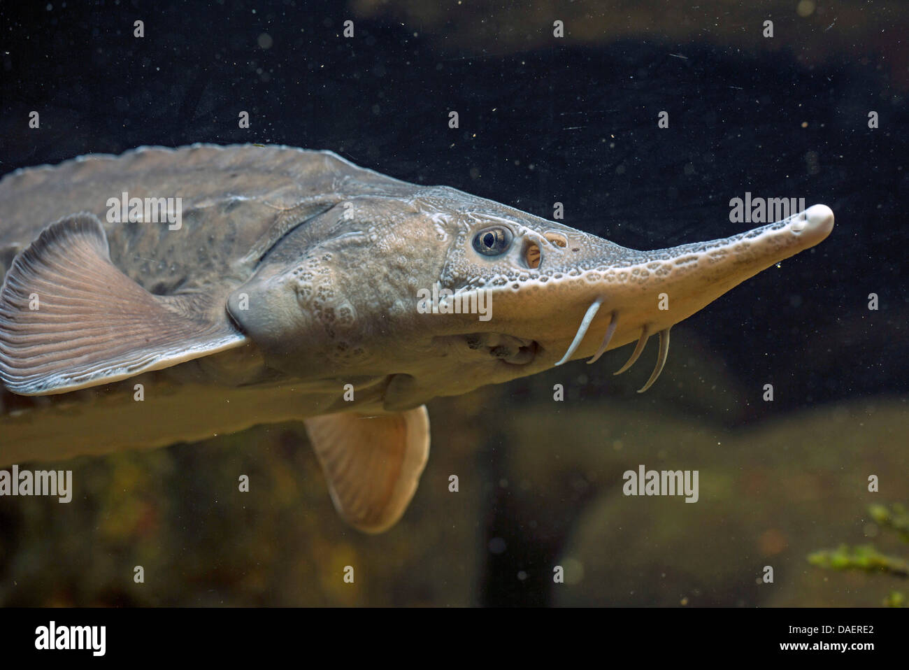 Siberian sturgeon (Acipenser baerii), portrait Stock Photo - Alamy