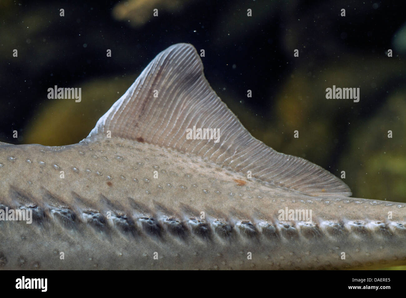 Siberian sturgeon (Acipenser baerii), dorsal fin, detail Stock Photo