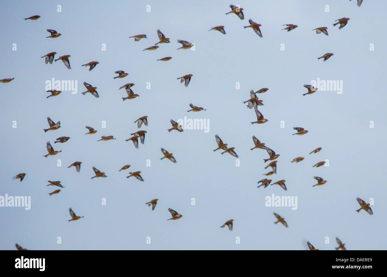 linnet (Carduelis cannabina, Acanthis cannabina), flying flock, Germany, Bavaria Stock Photo