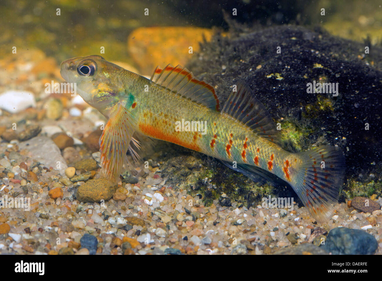 Variegate darter (Etheostoma variatum), male at the gravel ground of a water Stock Photo