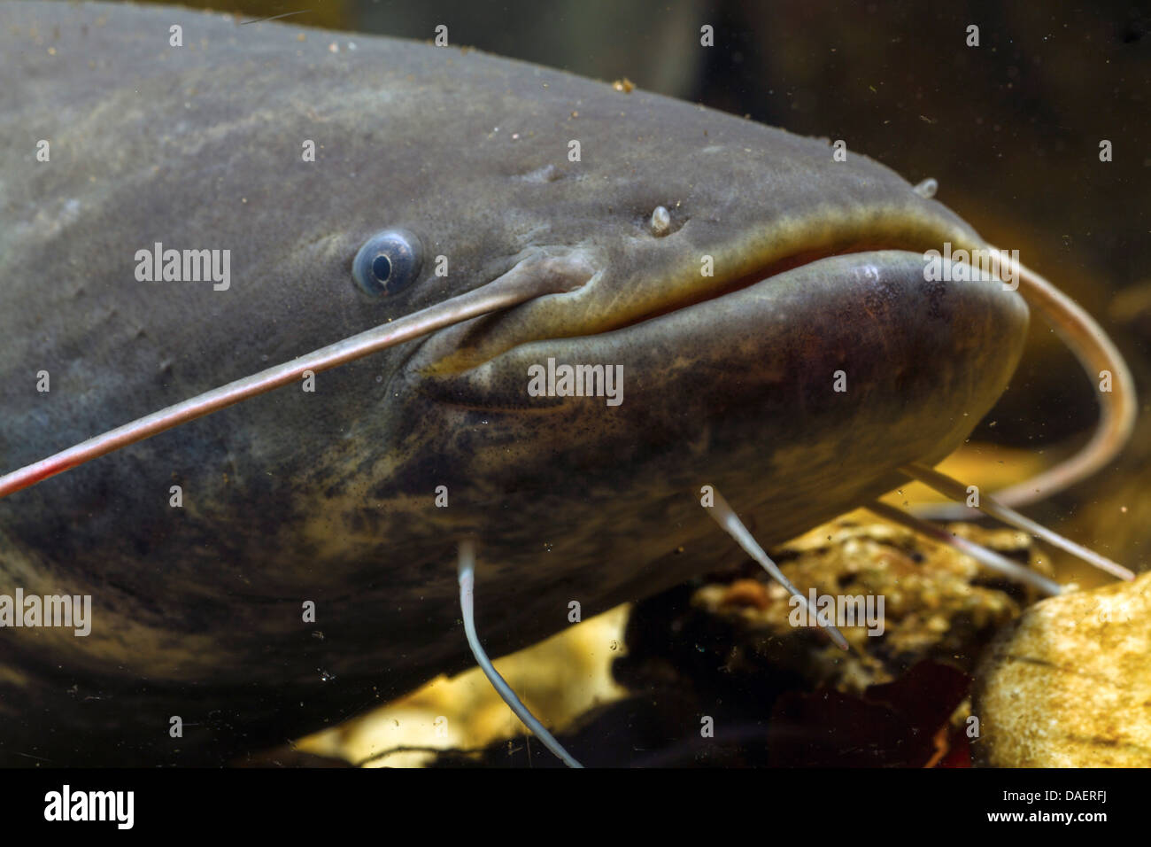 European catfish, wels, sheatfish, wels catfish (Silurus glanis