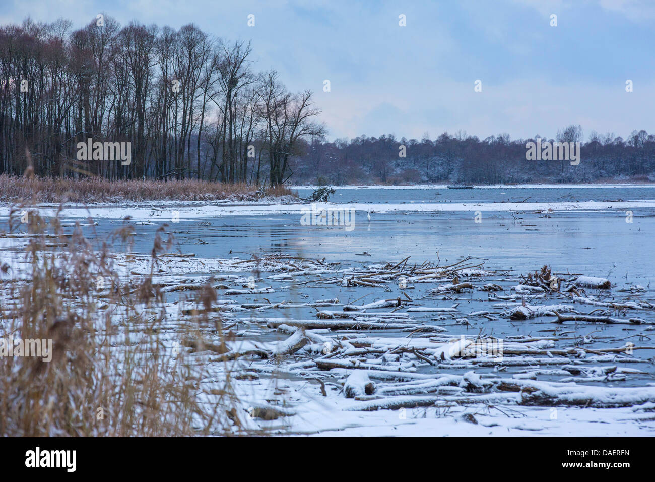 sedimentation zone Hirschauer Bucht  with dead wood in winter, Germany, Bavaria, Lake Chiemsee Stock Photo