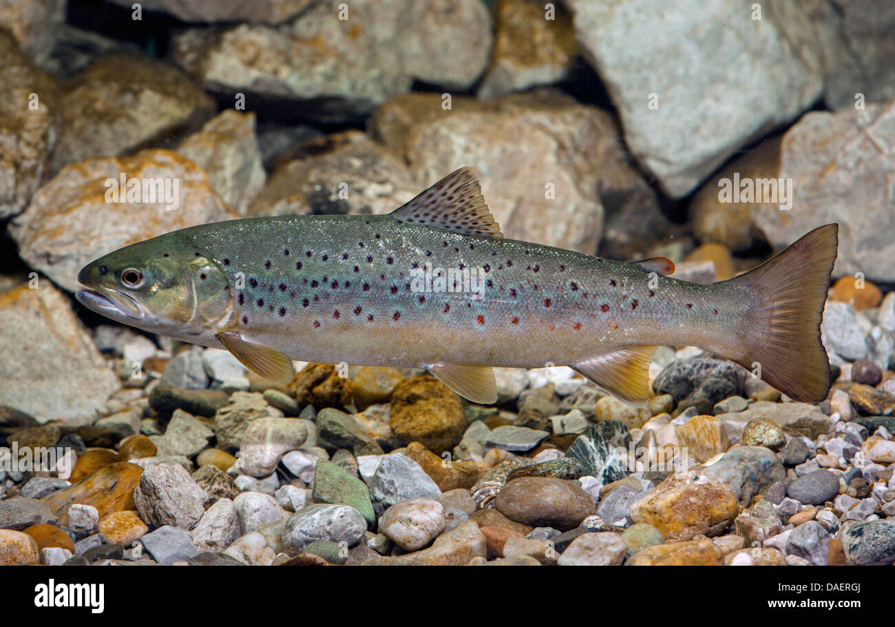 brown trout, river trout, brook trout (Salmo trutta fario), swimming at