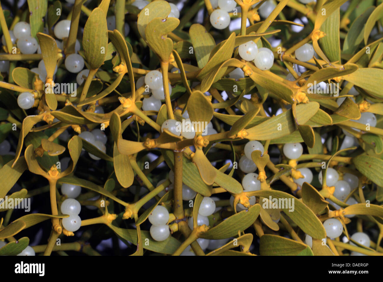 mistletoe (Viscum album subsp. album), with berries, Germany, Bavaria Stock Photo