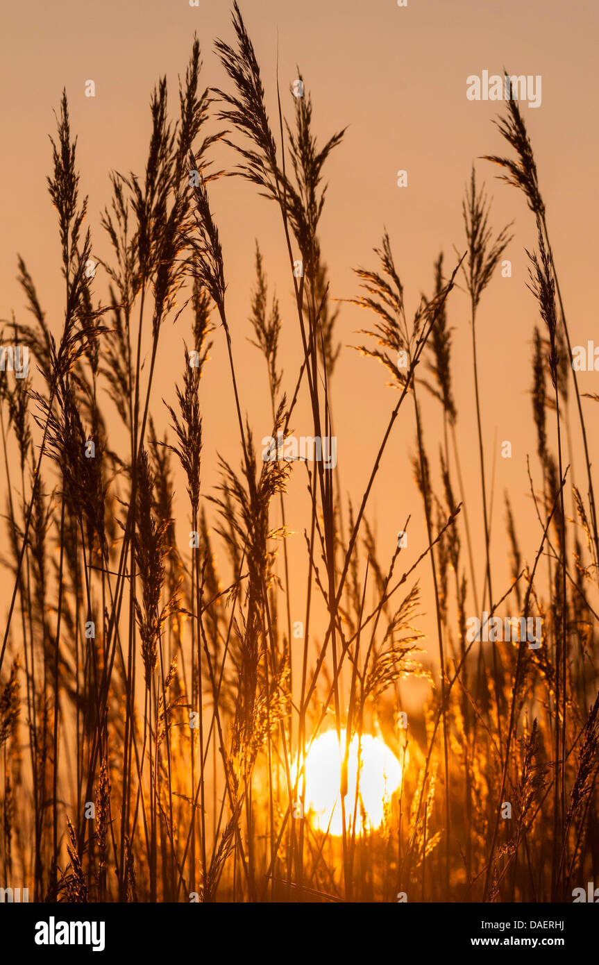 reed grass, common reed (Phragmites communis, Phragmites australis
