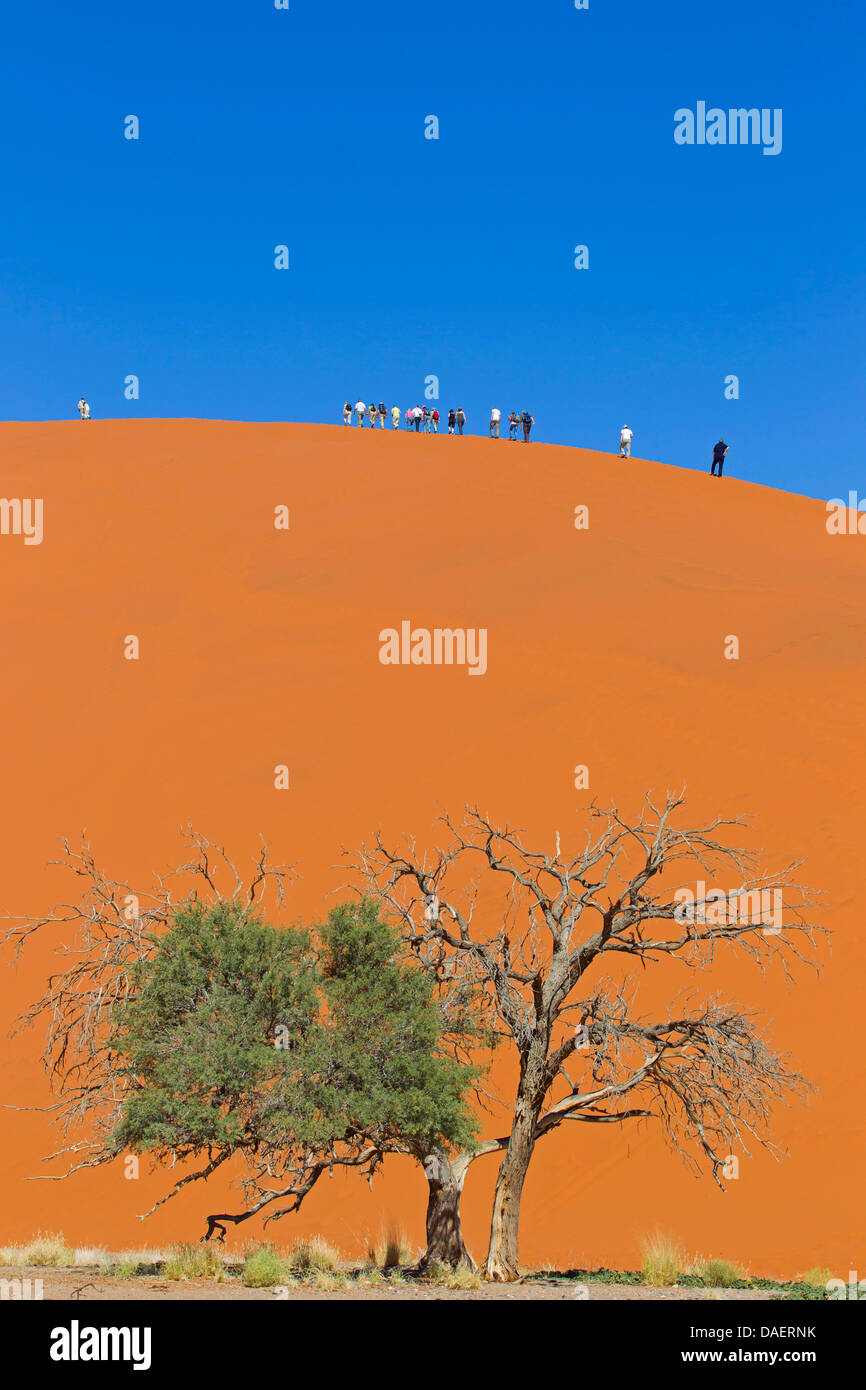 Namib desert in Namibia; dune 45, Namibia, Namib Naukluft National Park ...