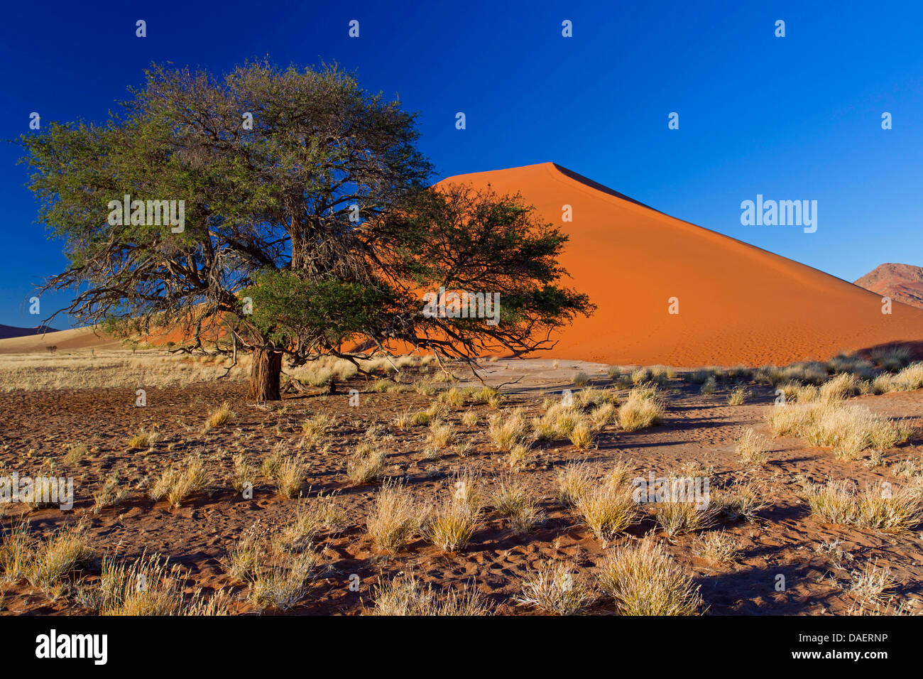 Namib desert in Namibia, dune 45, Namibia, Namib Naukluft National Park ...