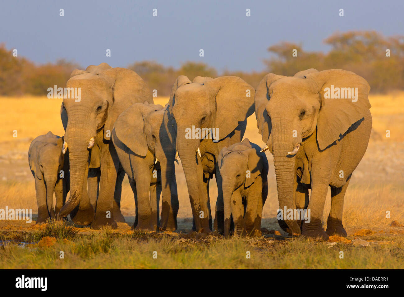 Elephants their calves standing side by side at water place hires
