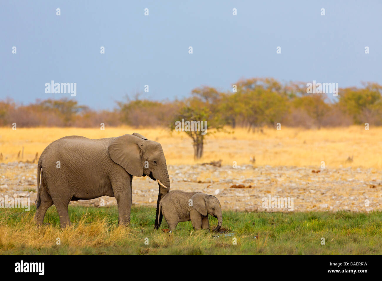 African elephant (Loxodonta africana), cow elephant with calf drinking at a waterhole, Namibia, Oshikoto, Etosha National Park, Riedfontein Fountain Stock Photo