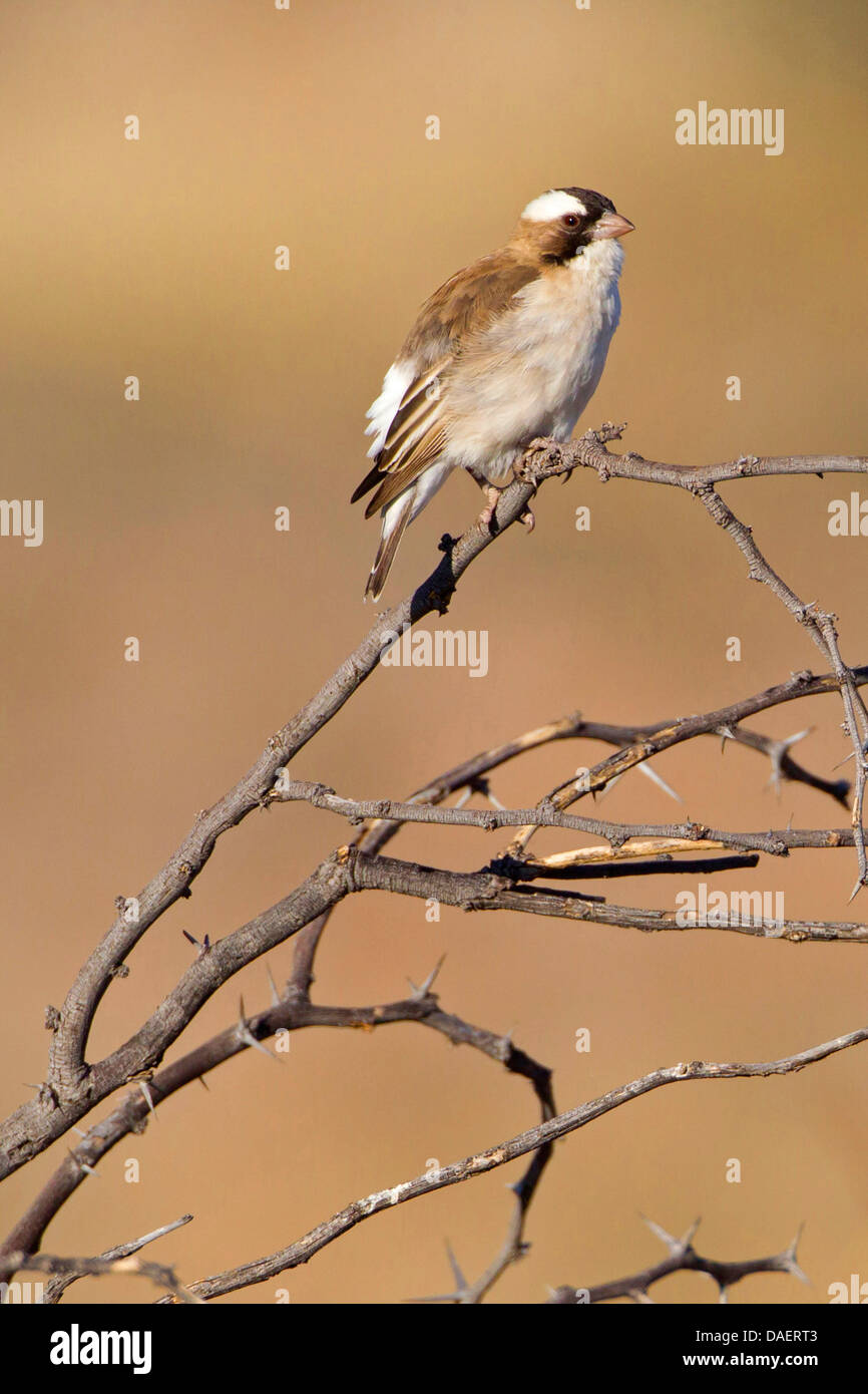 white-browed sparrow weaver (Plocepasser mahali), sitting on a dry branch, South Africa, Kgalagadi Transfrontier National Park, Northern Cape Stock Photo