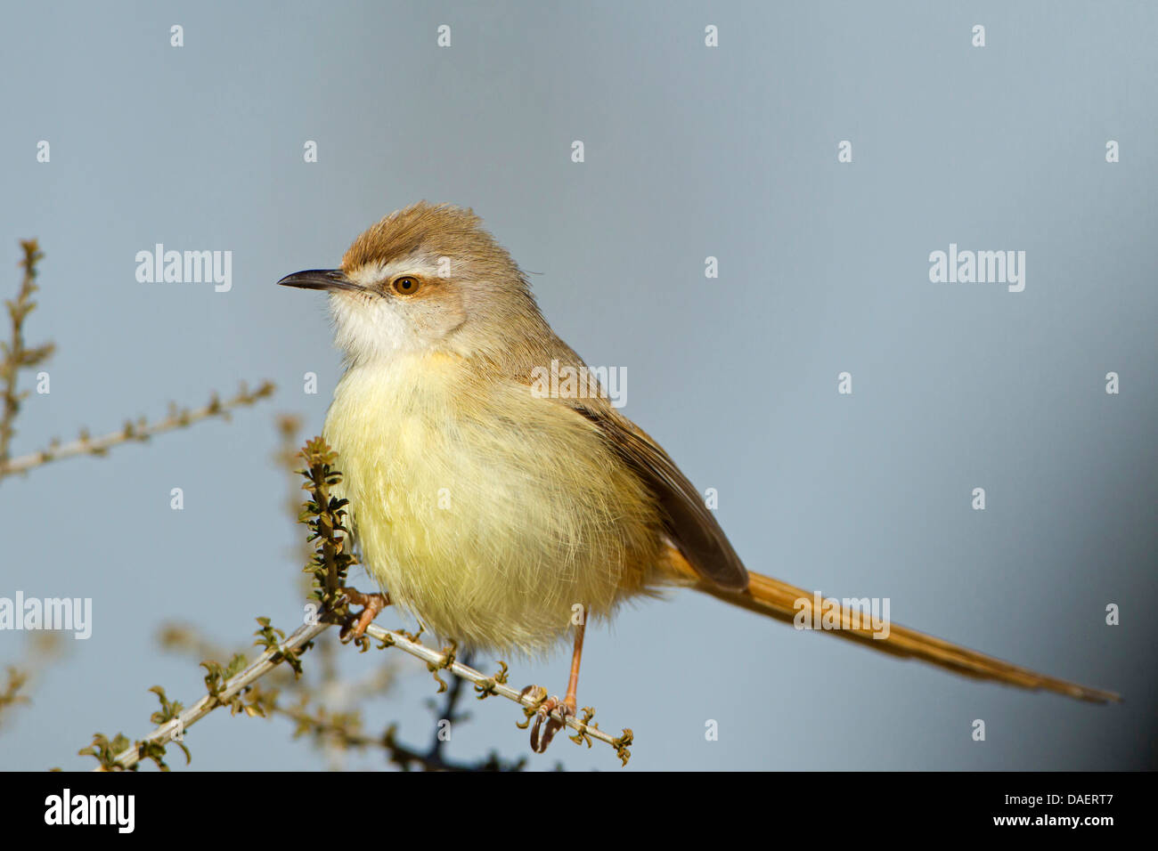Black-chested prinia (Prinia flavicans), sitting on a twig, South Africa, Kgalagadi Transfrontier National Park, Northern Cape Stock Photo