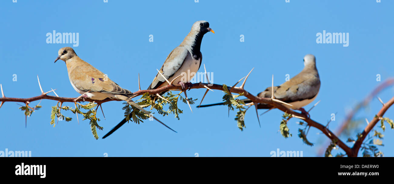 namaqua dove (Oena capensis), three individuals on a spiny branch, South Africa, Kgalagadi Transfrontier National Park, Northern Cape Stock Photo