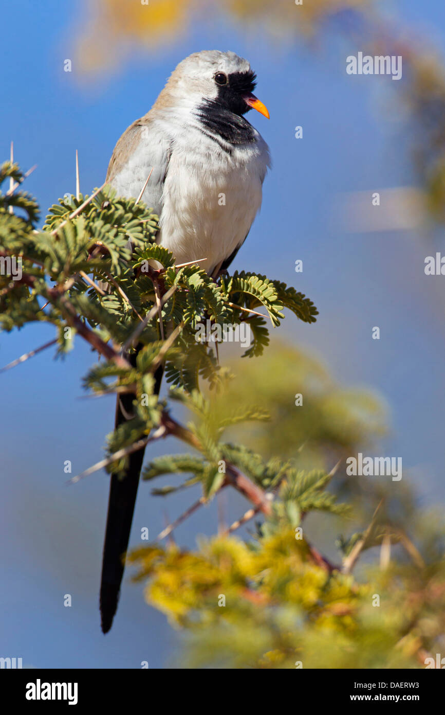 namaqua dove (Oena capensis), resting on a spiny branch, South Africa, Kgalagadi Transfrontier National Park, Northern Cape Stock Photo