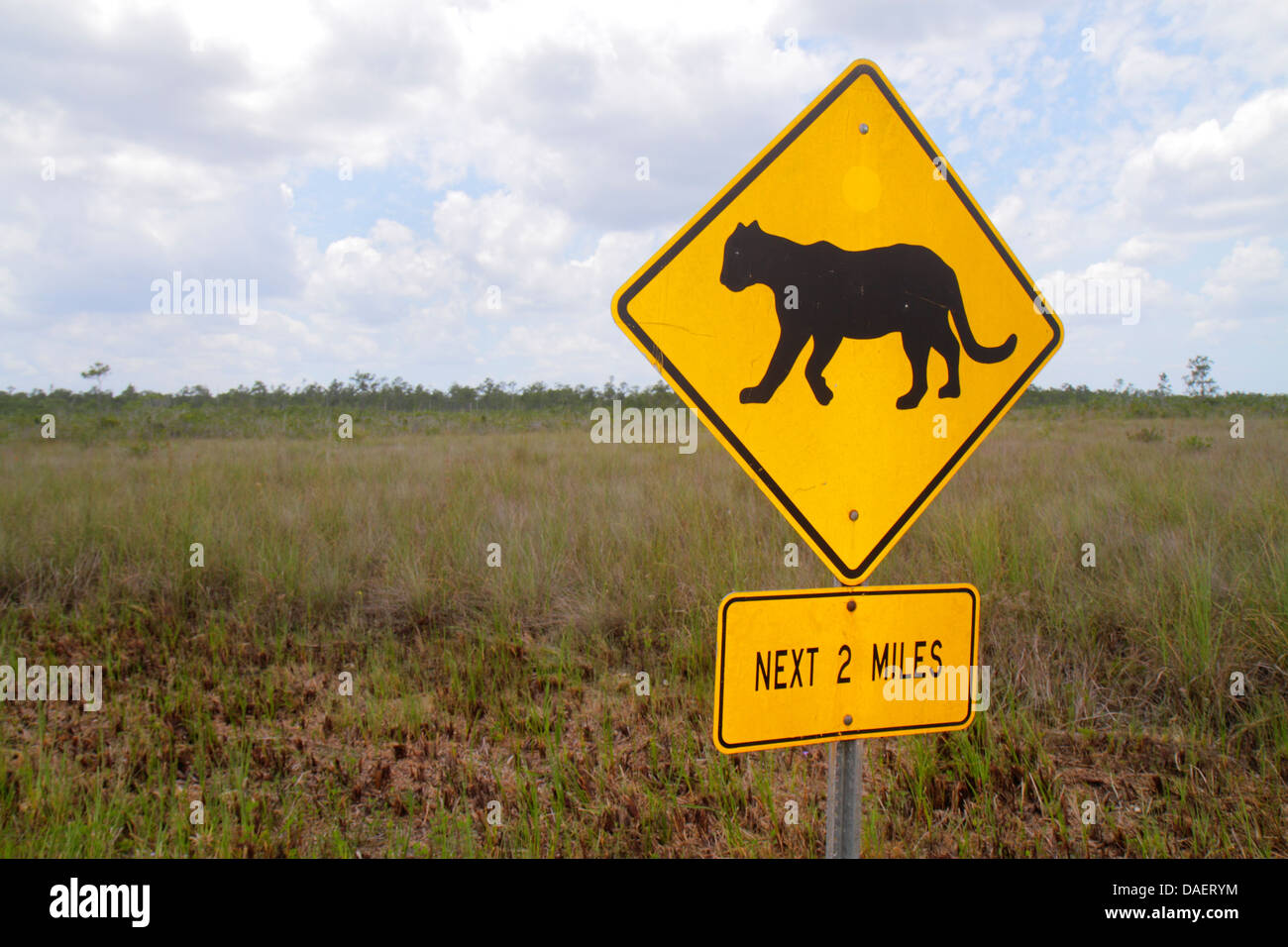 Miami Florida,Florida City,Everglades National Park,Main Park Road,sign,warning,panther crossing,freshwater marl prairie,FL130518036 Stock Photo