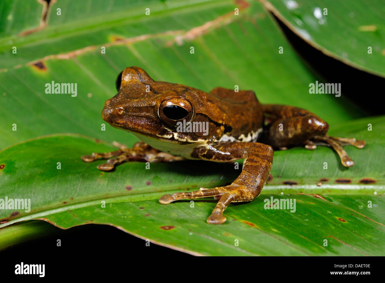 tropical frog species (Polypedates cruciger), sitting on a leaf, Sri ...