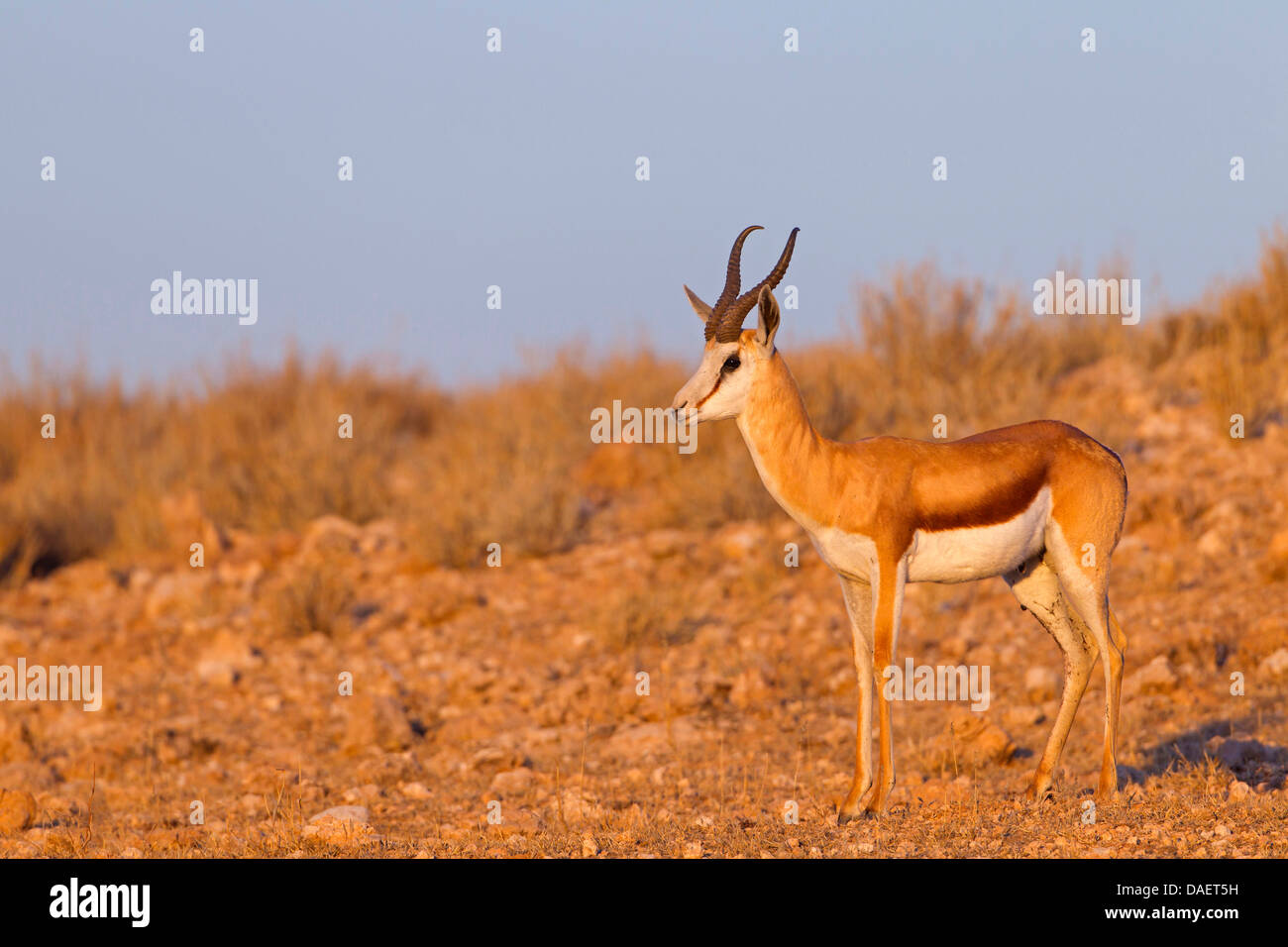 springbuck, springbok (Antidorcas marsupialis), standing in the desert , Namibia, Hardap, Namib Naukluft National Park, Sesriem Stock Photo