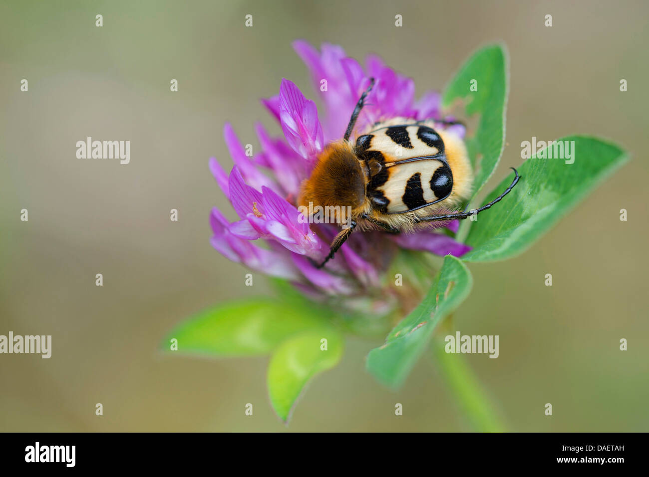 bee chafer, bee beetle (Trichius fasciatus), on Trifolium pratense, Germany Stock Photo
