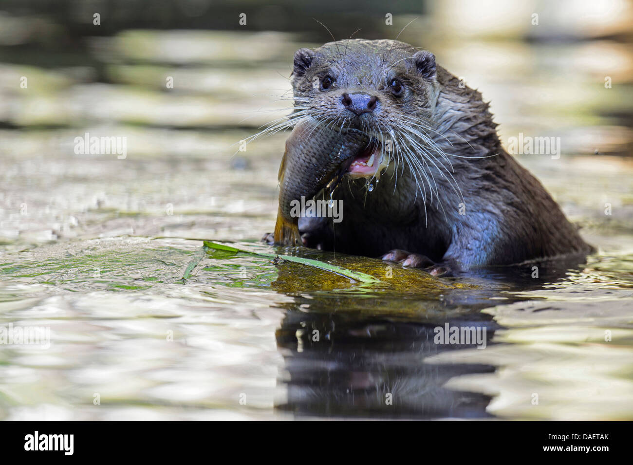 European river otter, European Otter, Eurasian Otter (Lutra lutra), in the water with a fish in the mouth, Germany Stock Photo