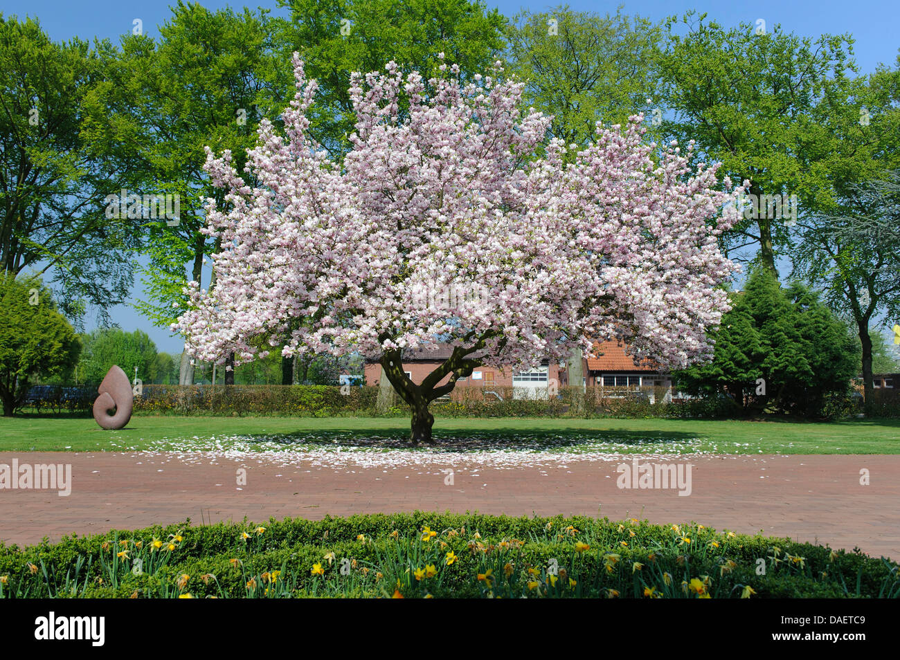 saucer magnolia (Magnolia x soulangiana, Magnolia soulangiana, Magnolia x soulangeana, Magnolia soulangeana), blooming magnolia with daffodills in the foreground, Germany, Stapelfeld Stock Photo